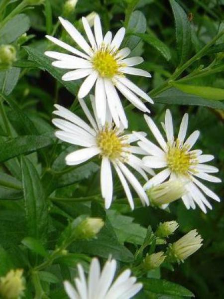 Aster ageratoides ashvi